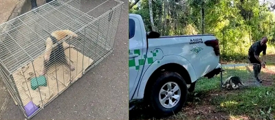 Tamanduá-mirim resgatado na BR-153 após ser atropelado é devolvido ao seu habitat
