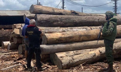 Operação da PF registra maior apreensão de madeira nativa da história