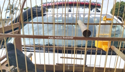 Polícia Ambiental apreende aves silvestres em residências de Marília