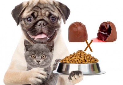 Páscoa: porque seu pet não pode comer chocolate?