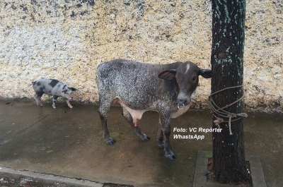 "Amigos", porco e bezerro quase provocam acidente