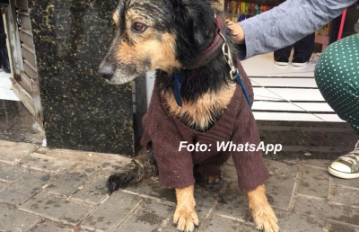 Cãozinho: família de andarilho explica motivo de confusão no centro