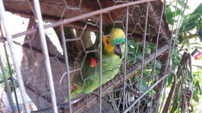 Polícia Ambiental registra ocorrências pela região