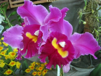 44ª Exposição Nacional de Orquídeas acontece no Espaço Cultural