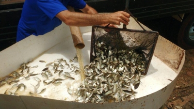 Paranapanema recebe 400 mil peixes