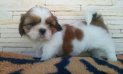 Cão de estimação é levado durante furto