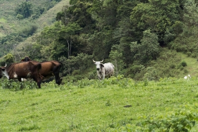 Fazenda é invadida por criminosos e tem animais furtados e abatidos