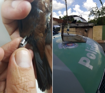 Polícia Ambiental resgata pássaros em Echaporã