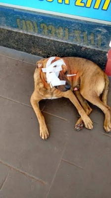 Cachorro é agredido e passa por cirurgia