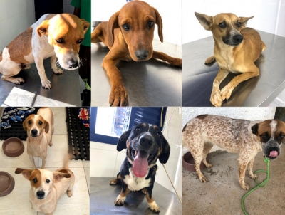 Cães são resgatados às margens da Rodovia SP-333