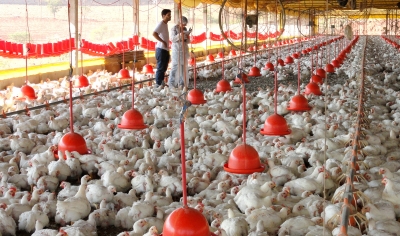 Produção de ovos bate recorde no país, diz IBGE