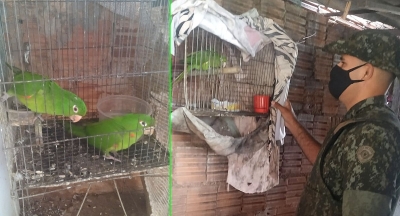 Polícia Ambiental faz novas operações e apreende pássaros silvestres em Marília