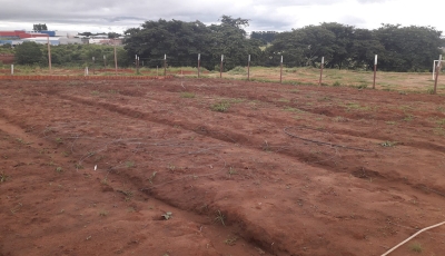 Hortas urbanas começam a mudar paisagismo em Marília