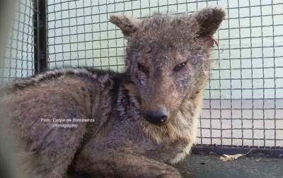 Bombeiros capturam raposa em granja