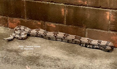 Jiboia é capturada em plena calçada, em Marília