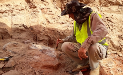 Marília se prepara para receber fósseis do ‘Dino Titã