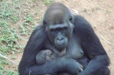Filhote de gorila nasce no Zoológico de Belo Horizonte