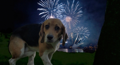 Perigos dos fogos para animais. Amenize os transtornos