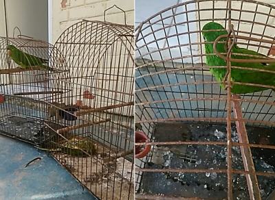 Polícia encontra pássaro silvestre morto após maus tratos. Responsável foi multado