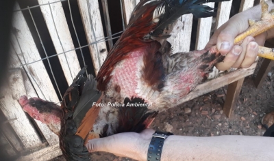 Maus tratos contra galos rendem multa de R$ 6 mil em Marília