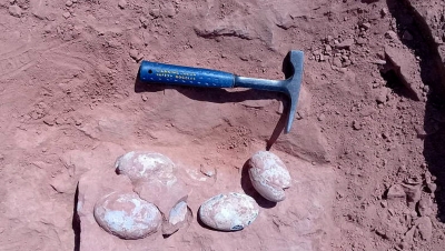 Paleontólogo mariliense descobre ovos de dinossauro