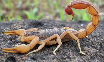 Perigo dos escorpiões. Veja o que fazer em caso de acidente