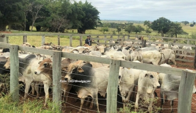 DIG recupera quase 80 cabeças de gado furtadas na região