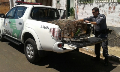 Aves são devolvidas à natureza após operação