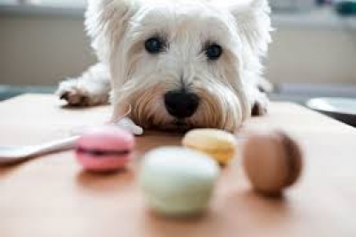 O xilitol, um veneno para os cães