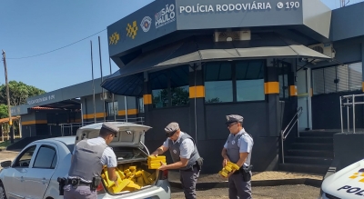 Adolescente dirige carro pela rodovia com quase 280 quilos de droga