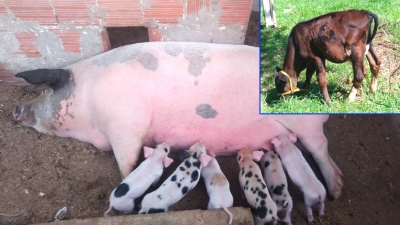 Criminosos furtam animais na Fumares. Secretaria pede ajuda à população 