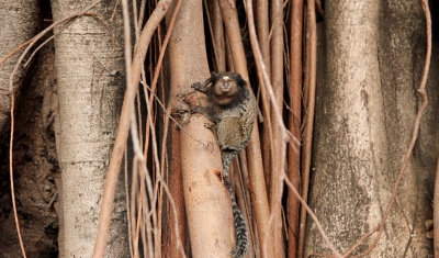 Macaquinho é flagrado morando em árvore bem no centro de Marília