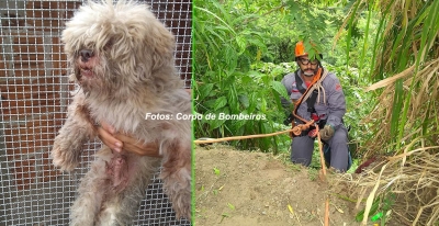 Mais um cãozinho é resgatado pelos Bombeiros em Marília