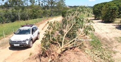 Queimada e corte de árvores terminam em multa da Polícia Ambiental