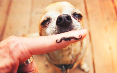 Novembro Azul: câncer de próstata também atinge cães e gatos