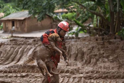Bombeiros têm dificuldade para resgatar cães