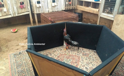 Polícia Ambiental flagra briga de galo e detém 9 pessoas em Marília