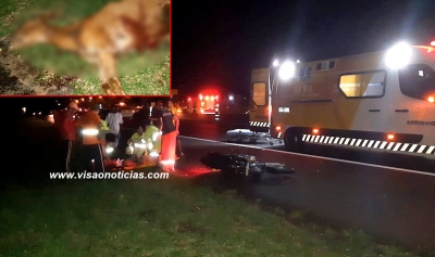 Cavalos na pista provocam graves acidentes na SP-333, em Marília