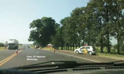 Operação para podar figueira na SP-294 mobiliza Bombeiros mas na última hora é "abortada"