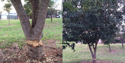 Árvores são cortadas em praça na zona Leste