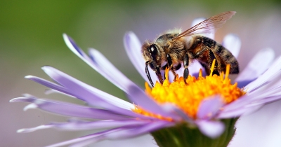 Plataforma eletrônica permite que agricultores aluguem colmeias