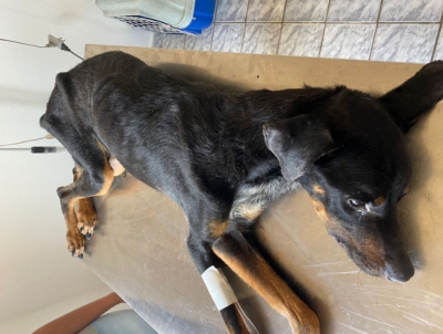 Cãozinho resgatado após sofrer maus tratos morre durante tratamento