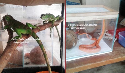 Cobra exótica é apreendida na região e dono leva multa