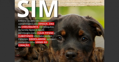 Dengue: mosquitos da família Aedes podem prejudicar os pets