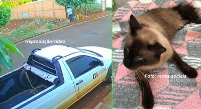Homem é flagrado derrubando gato de árvore ataque de cães. Animal morre