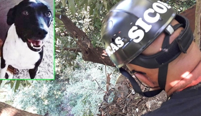 Buscas pela cachorrinha Sasha volta a mobilizar equipes de voluntários