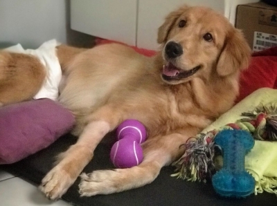 Mulher adota cadela que foi abandonada pelos donos após ficar paraplégica