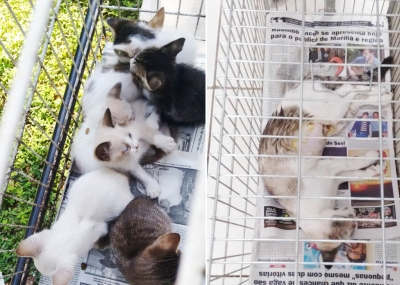 Homem é multado após abandonar gatos no Bosque