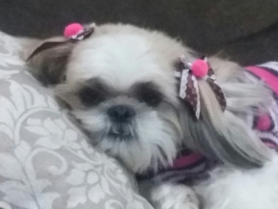 Casal acha cadela furtada há quase 2 meses 