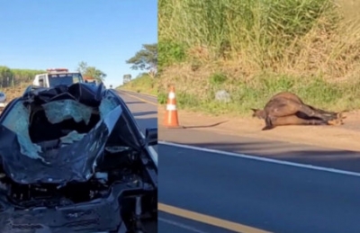 Cavalo solto em rodovia provoca grave acidente e duas pessoas ficam feridas